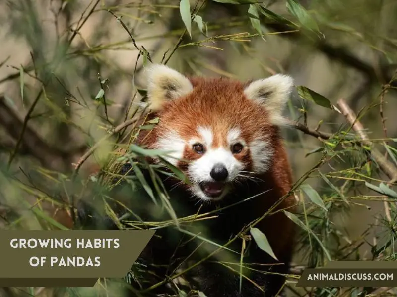 Behavioral Facts of Giant Panda 2 Growing Habits of Pandas