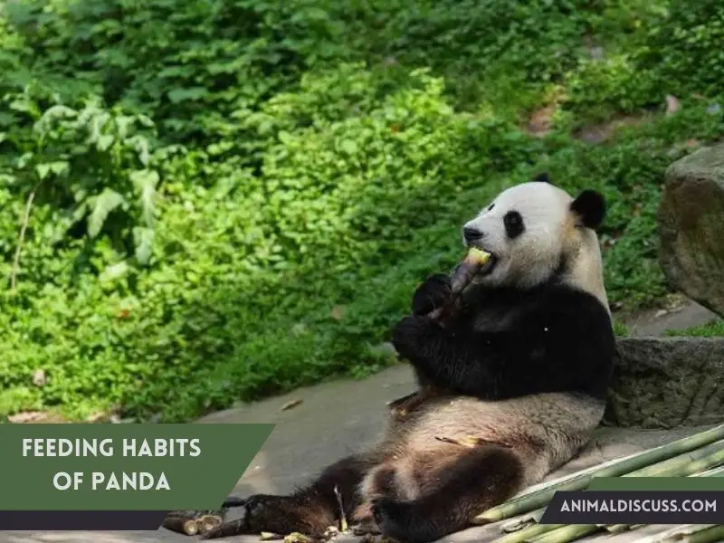Behavioral Facts of Giant Panda 3 Feeding habits of Panda