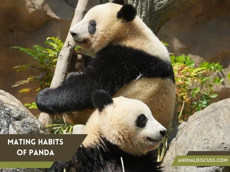 Behavioral Facts of Giant Panda 4 Mating Habits of Panda
