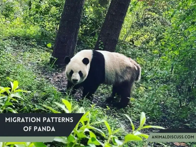 Behavioral Facts of Giant Panda 5 Migration Patterns of Panda