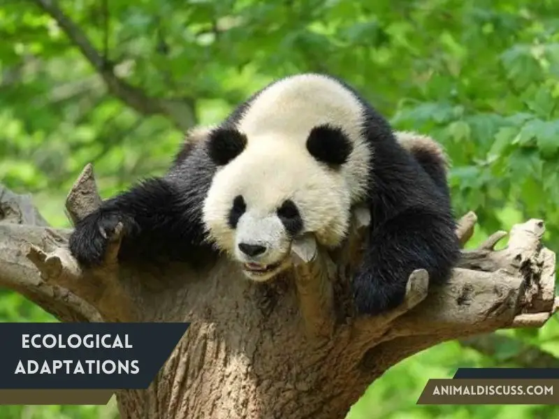Behavioral Facts of Giant Panda 6 Ecological Adaptations
