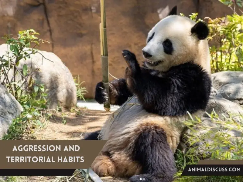 Behavioral Facts of Giant Panda 7 Aggression And Territorial Habits