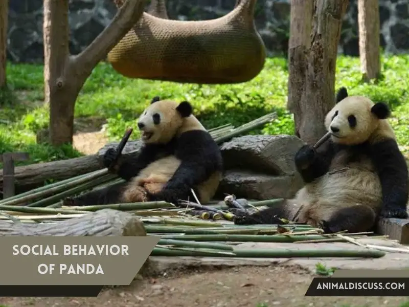 Behavioral Facts of Giant Panda 8 Social Behavior of Panda