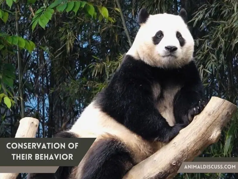 Behavioral Facts of Giant Panda 10 Conservation of their behavior