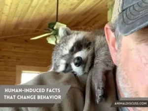 13. Human-Induced Facts That Change Raccoons Behavior - Animal Discuss