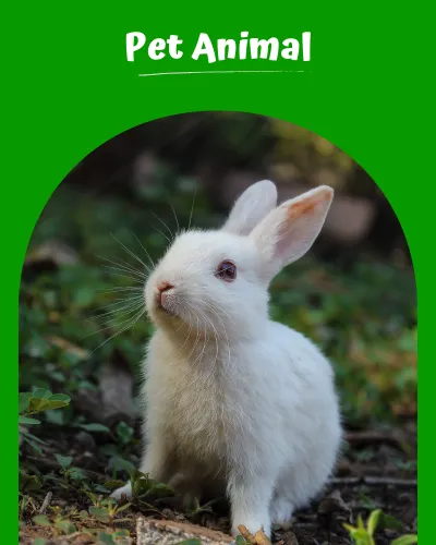 Pet Animal