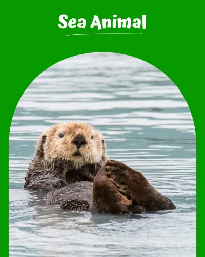 Sea Animal