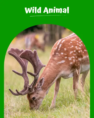 Wild Animal