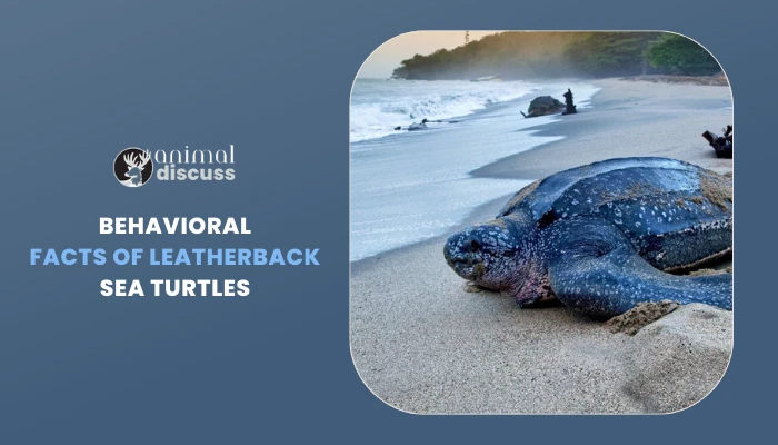 Leatherback Sea Turtle Behavior 1 Behavioral Facts of Leatherback Sea Turtles
