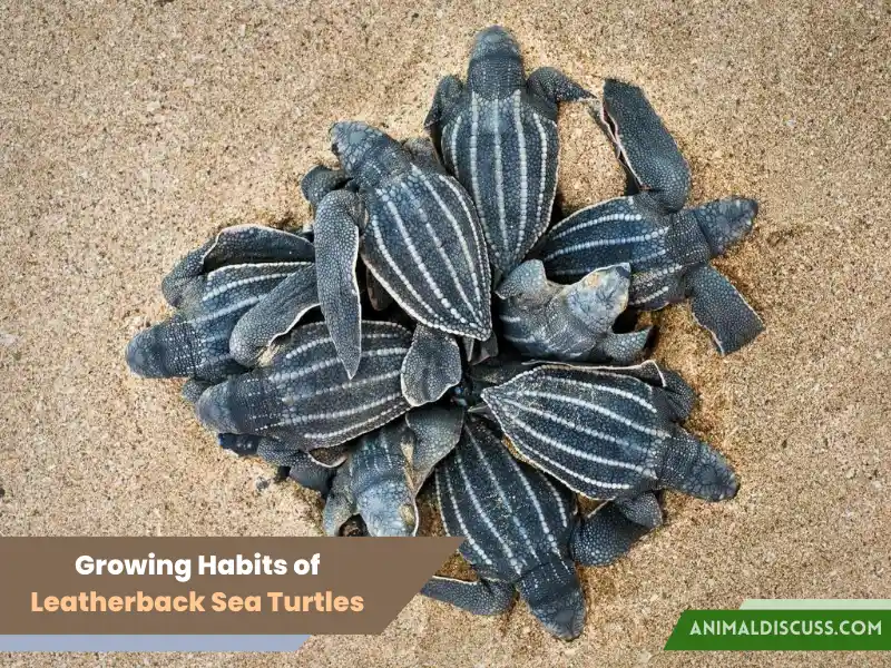 Leatherback Sea Turtle Behavior 2 Growing Habits of Leatherback Sea Turtles