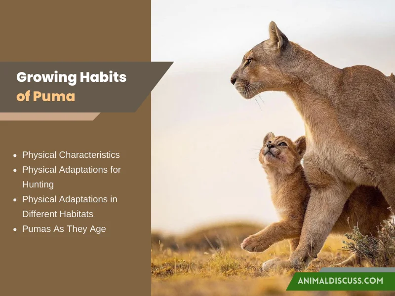 Puma Behavior Explained With Real Facts Animal Discuss Puma Behavior Explained With Real Facts Animal Discuss