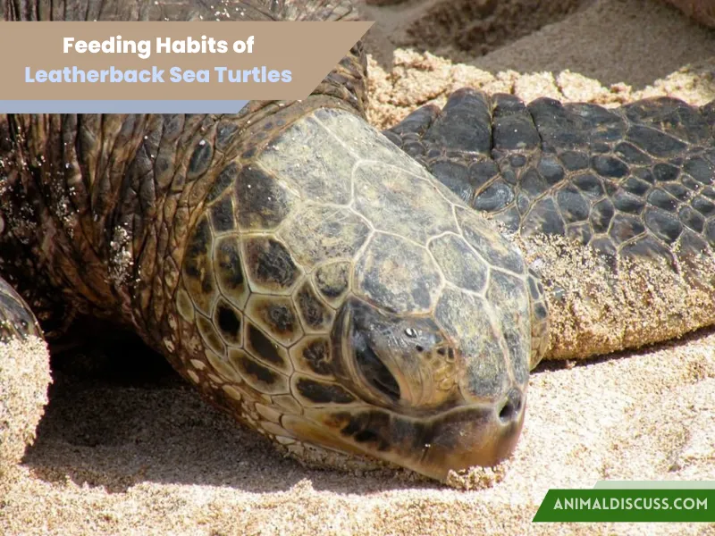 Leatherback Sea Turtle Behavior 3 Feeding Habits of Leatherback Sea Turtles
