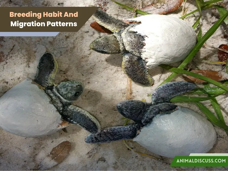 Leatherback Sea Turtle Behavior 4 Breeding (Mating) Habit And Migration Patterns