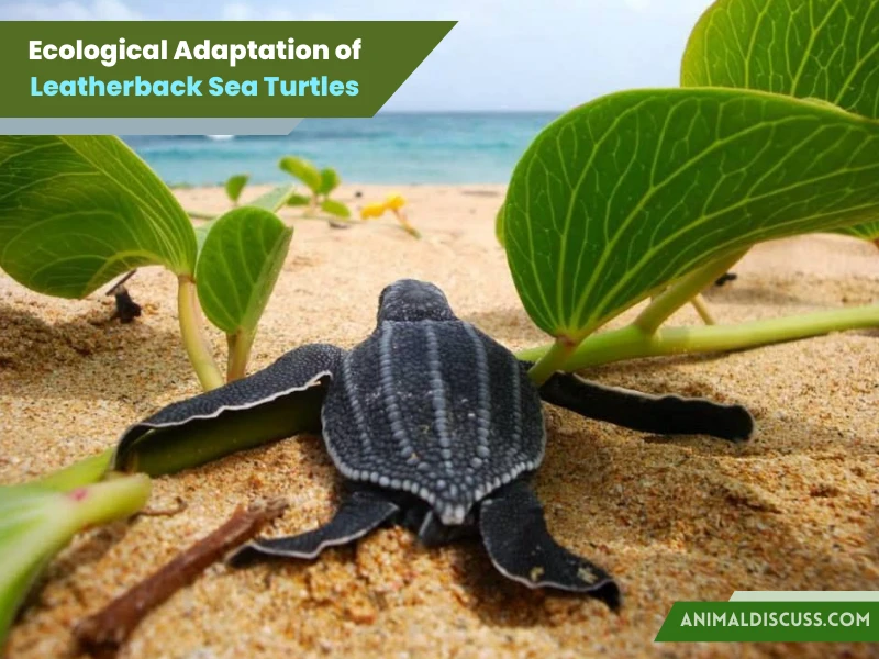 Leatherback Sea Turtle Behavior 5 Ecological Adaptation of Leatherback Sea Turtles