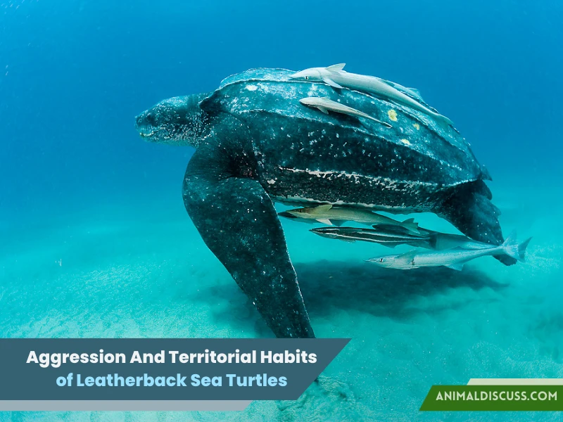 Leatherback Sea Turtle Behavior 6 Aggression And Territorial Habits of Leatherback Sea Turtles