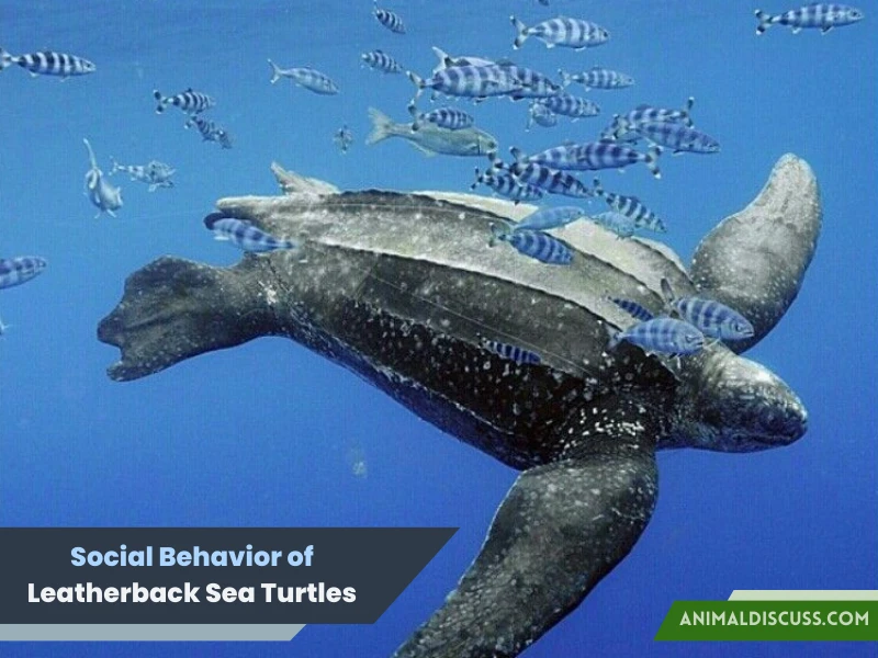 Leatherback Sea Turtle Behavior 7 Social Behavior of Leatherback Sea Turtles