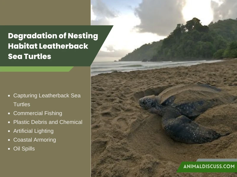 Leatherback Sea Turtle Behavior 8 Degradation of Nesting Habitat