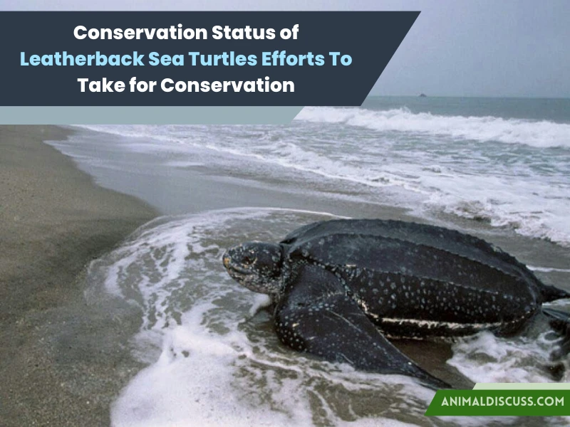 Leatherback Sea Turtle Behavior 9 Conservation Status of Leatherback Sea Turtles Efforts To Take for Conservation