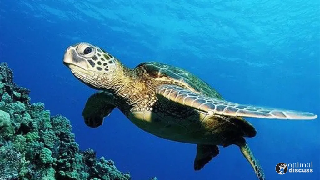 Loggerhead Sea Turtle Behavioral 1 Behavioral facts of Loggerhead Sea Turtle