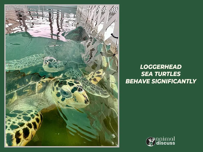 Loggerhead Sea Turtle Behavioral 2 Why do Loggerhead Sea Turtles behave significantly