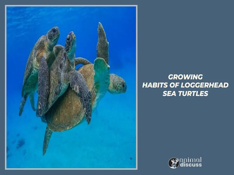 Loggerhead Sea Turtle Behavioral 3 Growing habits of Loggerhead Sea Turtles