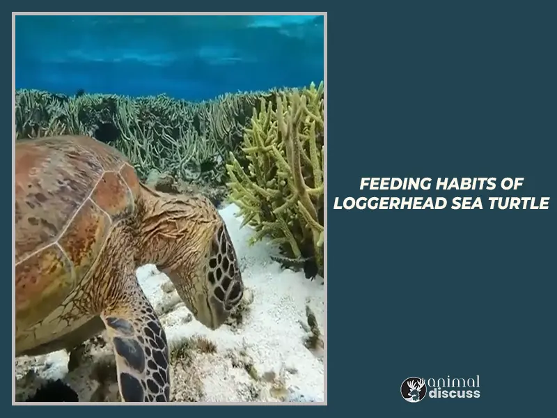 Loggerhead Sea Turtle Behavioral 4 Feeding habits of Loggerhead Sea Turtles