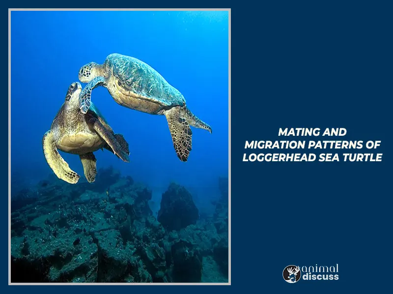 Loggerhead Sea Turtle Behavioral 5 Mating And Migration Patterns of Loggerhead Sea Turtle