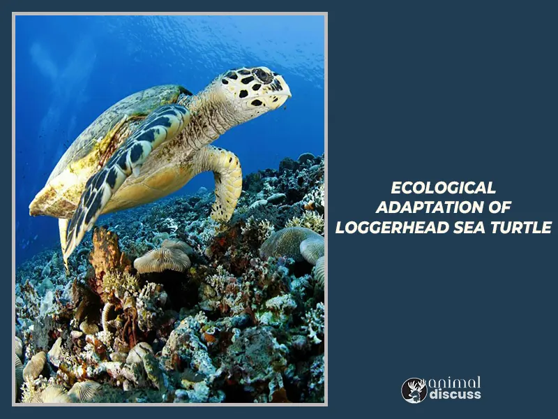 Loggerhead Sea Turtle Behavioral 6 Ecological Adaptation of Loggerhead Sea Turtle