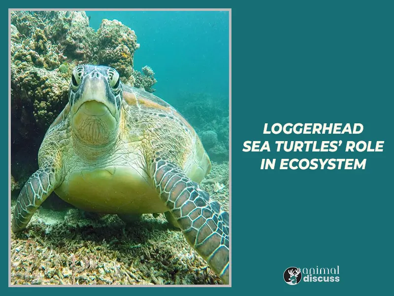 Loggerhead Sea Turtle Behavioral 7 Loggerhead Sea Turtles’ role in ecosystem