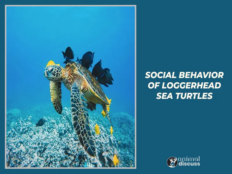 Loggerhead Sea Turtle Behavioral 8 Social Behavior of Loggerhead Sea Turtles