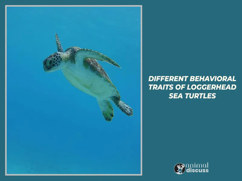 Loggerhead Sea Turtle Behavioral 10 Facts that influence different Behavioral Traits of Loggerhead Sea Turtles