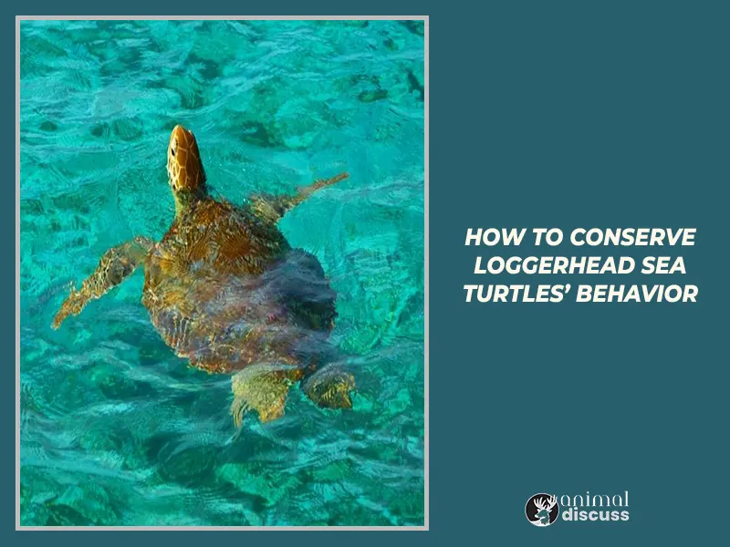 Loggerhead Sea Turtle Behavioral 12 How to conserve Loggerhead Sea Turtles’ Behavior