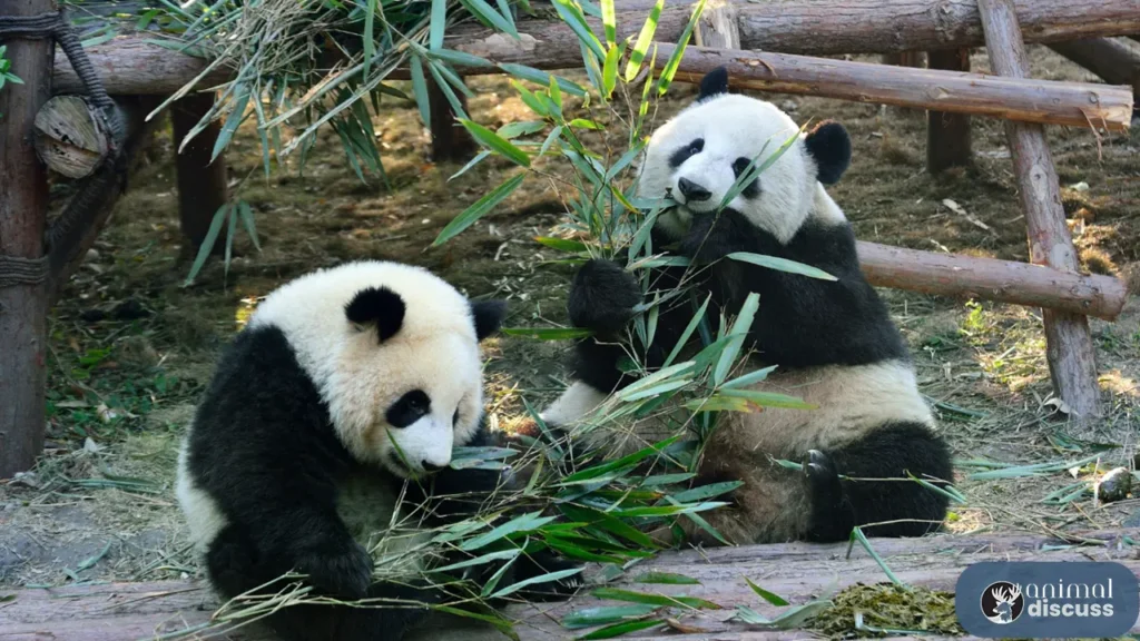 Habitat Of Giant Pandas Geographical Distribution And More Animal 