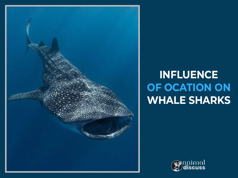 Whale Shark Habitat: Details Discussion By 4 Steps 1 The Influence of Location on Whale Sharks