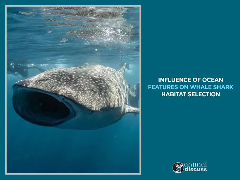 Whale Shark Habitat: Details Discussion By 4 Steps 2 How Does Oceanographic Features Influence Whale Shark Habitat Choice