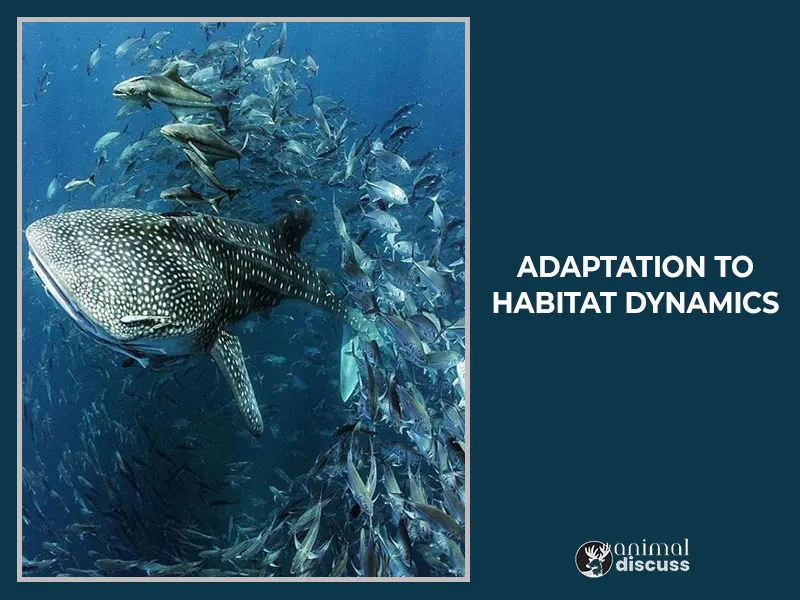 Whale Shark Habitat: Details Discussion By 4 Steps 3 Adaptation to Habitat Dynamics