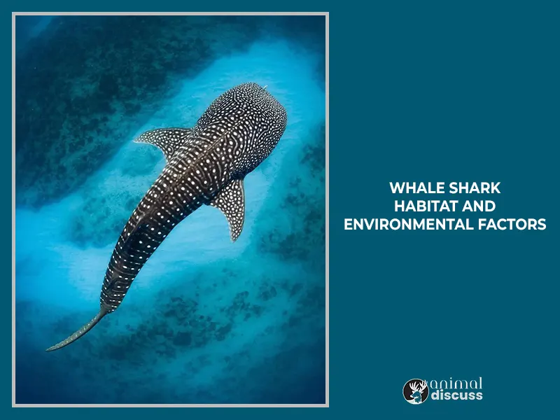 Whale Shark Habitat: Details Discussion By 4 Steps 4 Environmental Factors Affecting Whale Shark Habitat