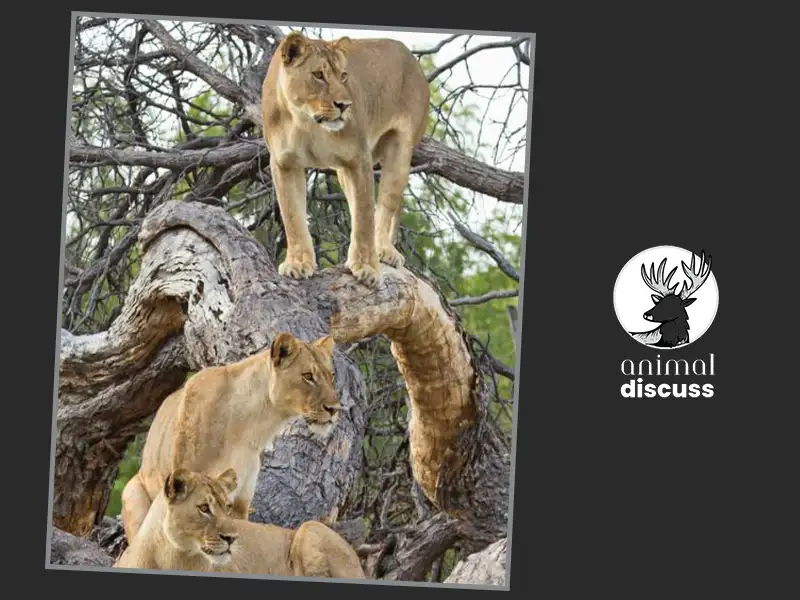Pumas Overview: A Furious Big Cat 5 How Do People Affect Pumas and Create Threats