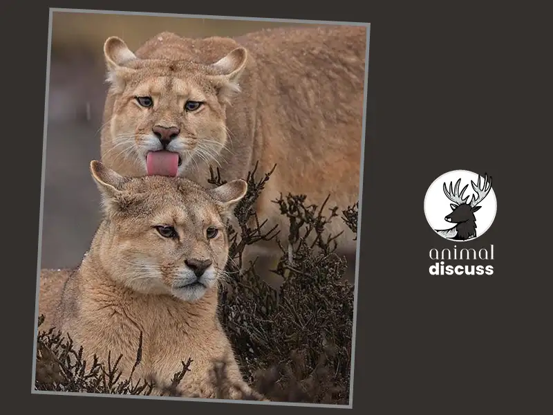 Pumas Overview: A Furious Big Cat 2 How Do Pumas Behave in Their Natural Habitat