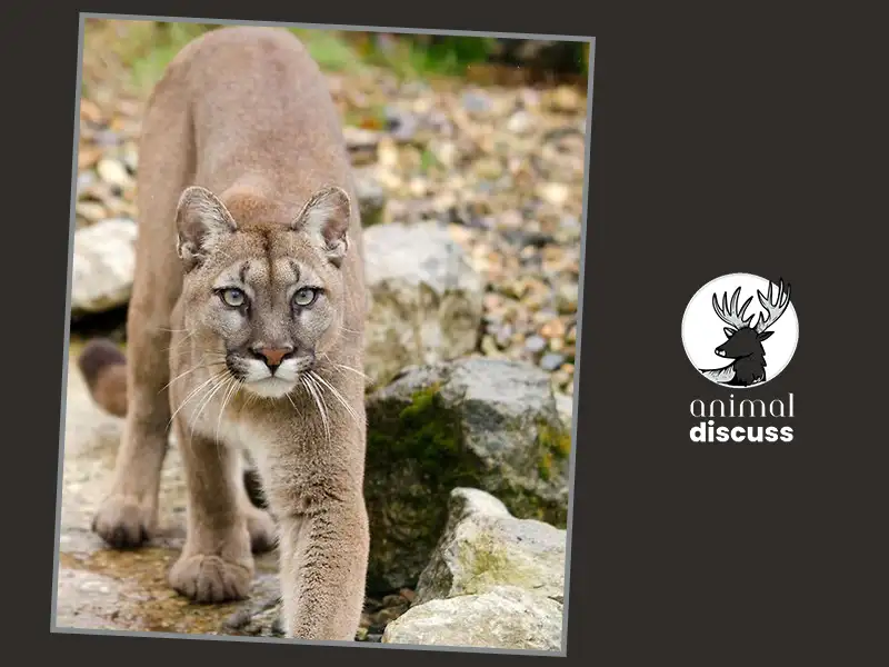 Pumas Overview: A Furious Big Cat 4 How Do Pumas Reproduce