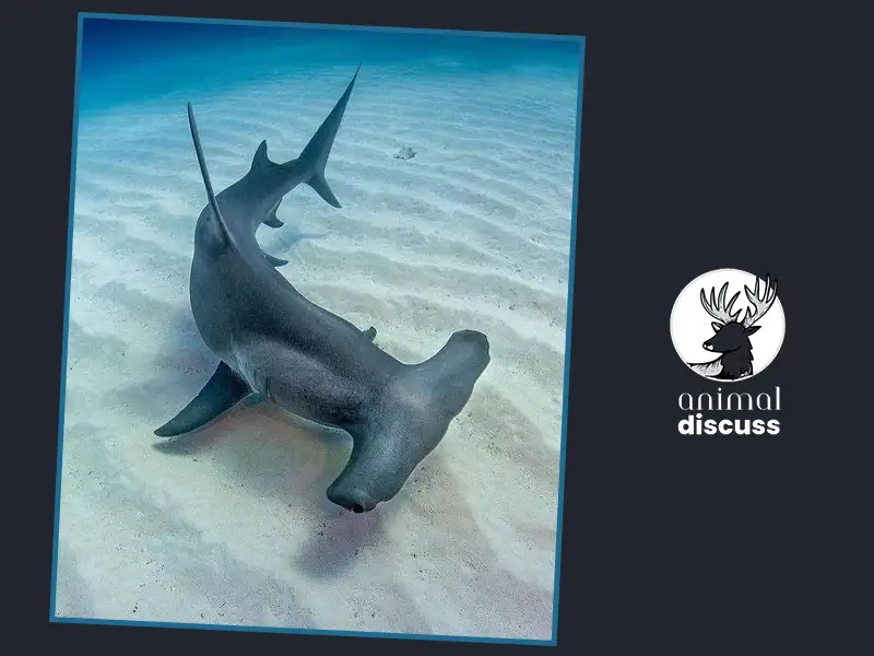 Hammerhead Shark Foods And Diet: What Do Hammerhead Shark Eat? 3 How Much Do Hammerhead Sharks Eat