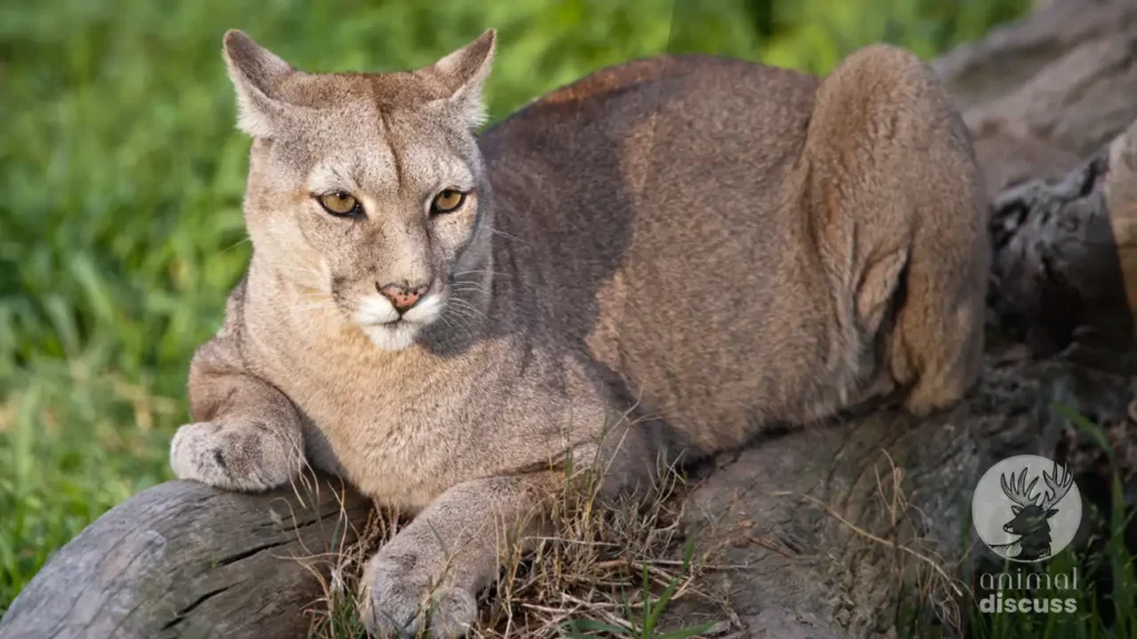 Pumas Overview: A Furious Big Cat 1 Pumas Overview