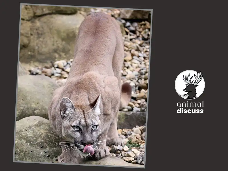 Pumas Overview: A Furious Big Cat 3 Pumas Strength and Hunting Strategies 02