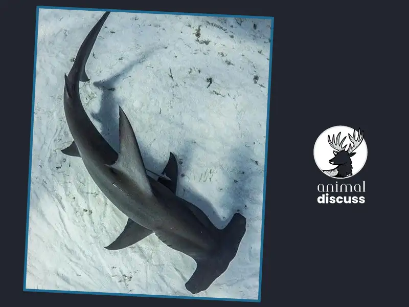 Hammerhead Shark Foods And Diet: What Do Hammerhead Shark Eat? 1 What Do Hammerhead Sharks Eat 01