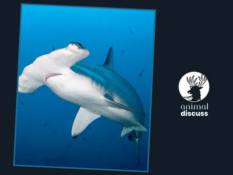 Hammerhead Shark Foods And Diet: What Do Hammerhead Shark Eat? 4 What Factors Affect Hammerheads While Choosing Their Food