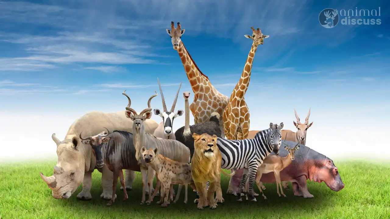 Wild Animals Feature Image