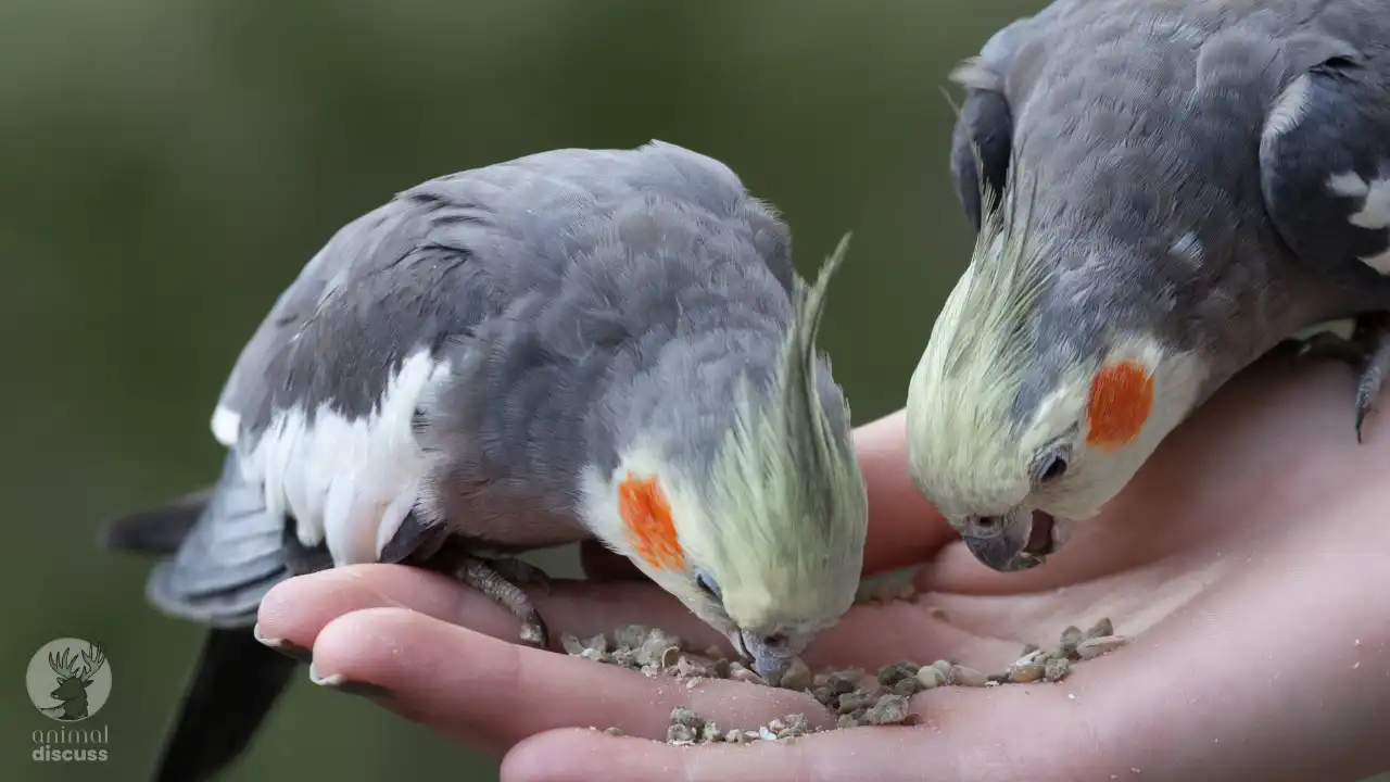 Cockatiel Foods And Diet What Do Cockatiel Eat? Animal Discuss