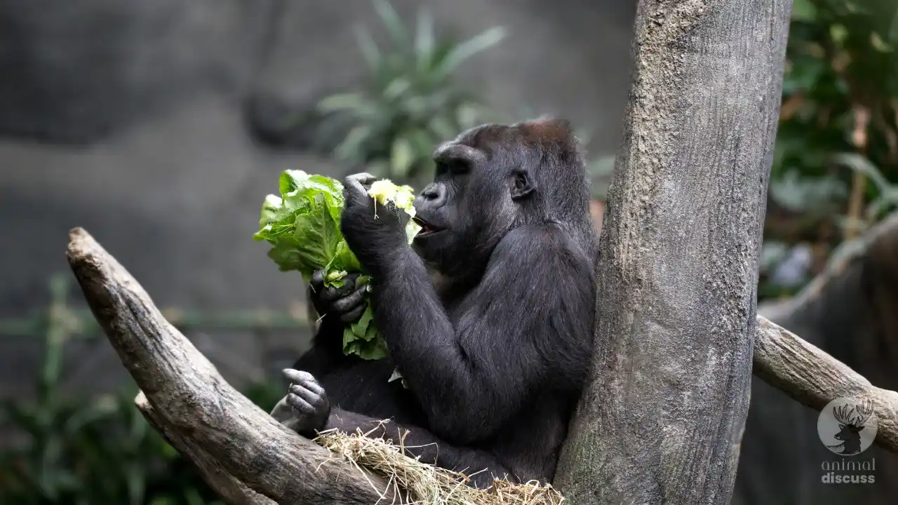 Gorillas Food and Diet What Do Gorillas Eat?