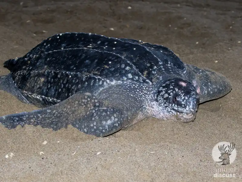 Leatherback Sea Turtle 1 Characteristics of Leatherback Sea Turtles