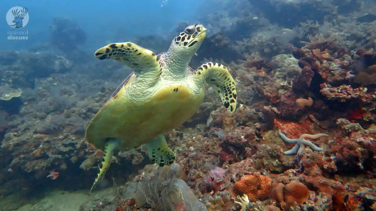 Hawksbill Sea Turtle Habitat Where Do Live?